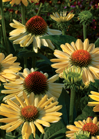 Echinacea 'Aloha'